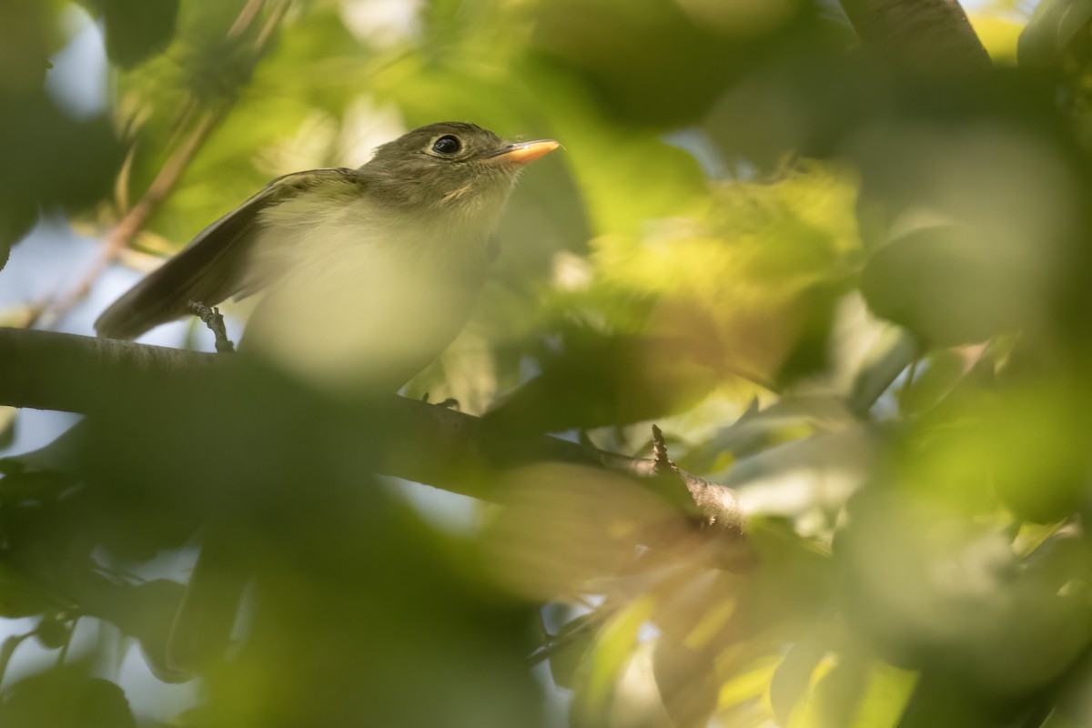 Yellow-bellied Flycatcher - ML621671434