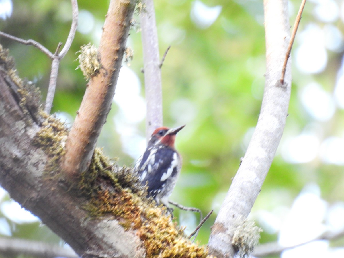 Red-naped x Red-breasted Sapsucker (hybrid) - ML621671441