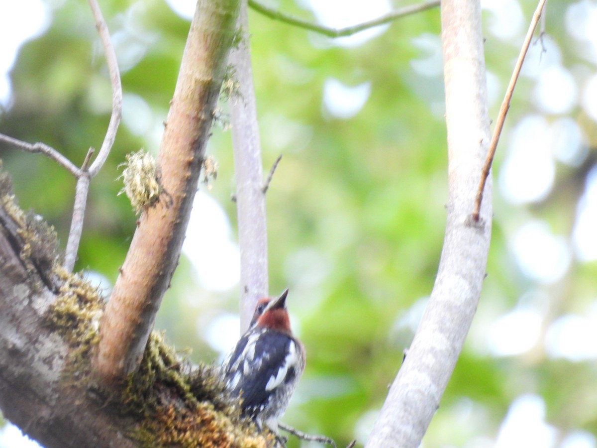 Red-naped x Red-breasted Sapsucker (hybrid) - ML621671443