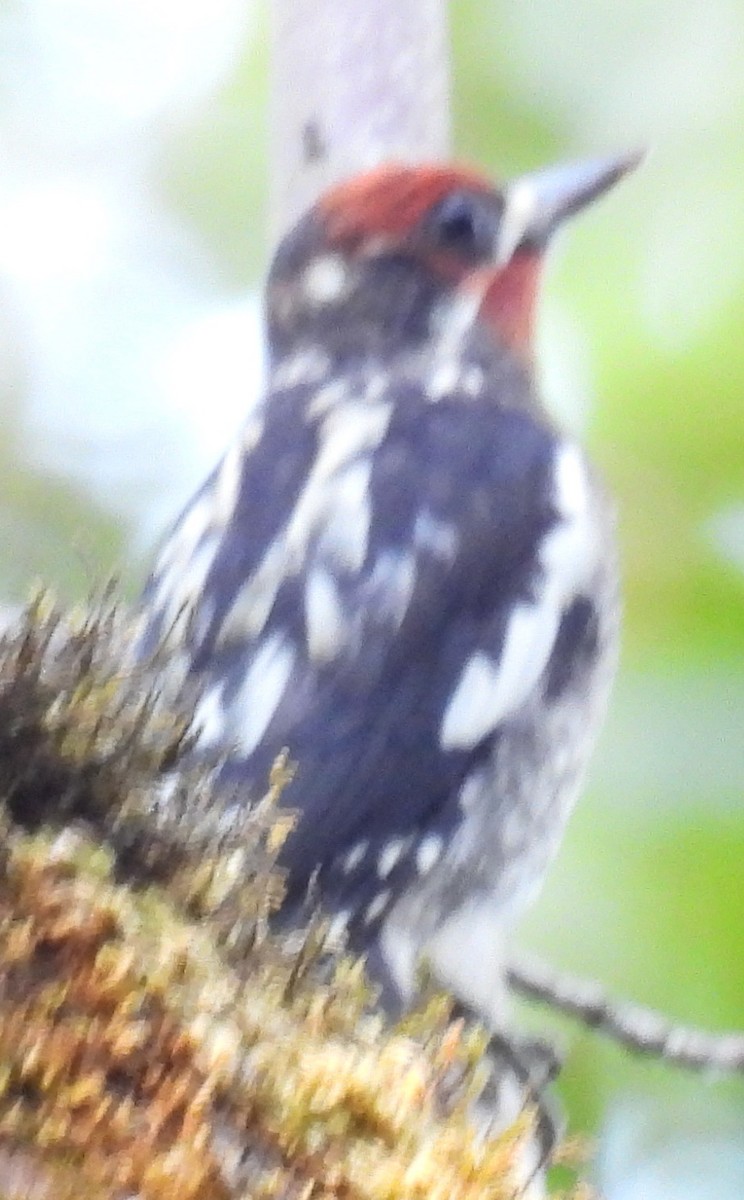 Red-naped x Red-breasted Sapsucker (hybrid) - ML621671462