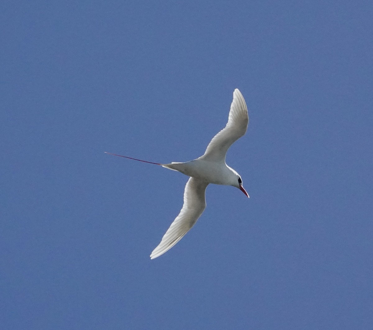 Red-tailed Tropicbird - ML621671479