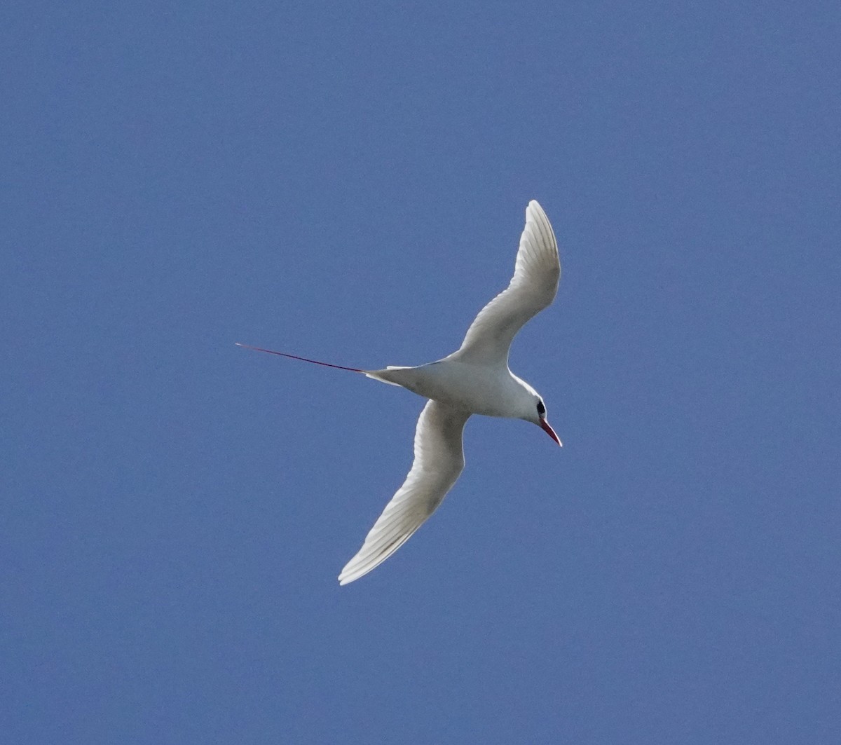 Phaéton à brins rouges - ML621671479