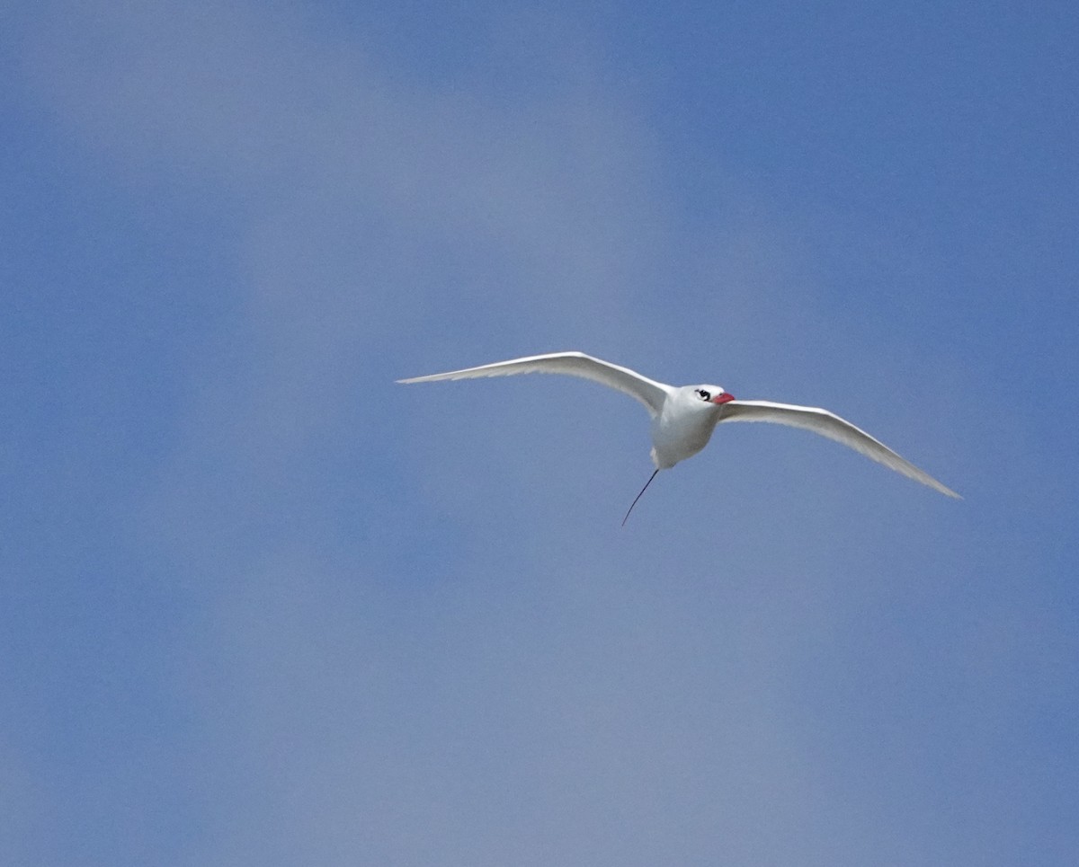 Red-tailed Tropicbird - ML621671480