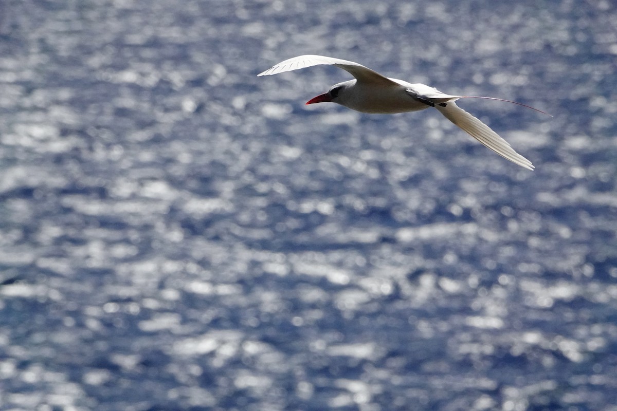 Red-tailed Tropicbird - ML621671481
