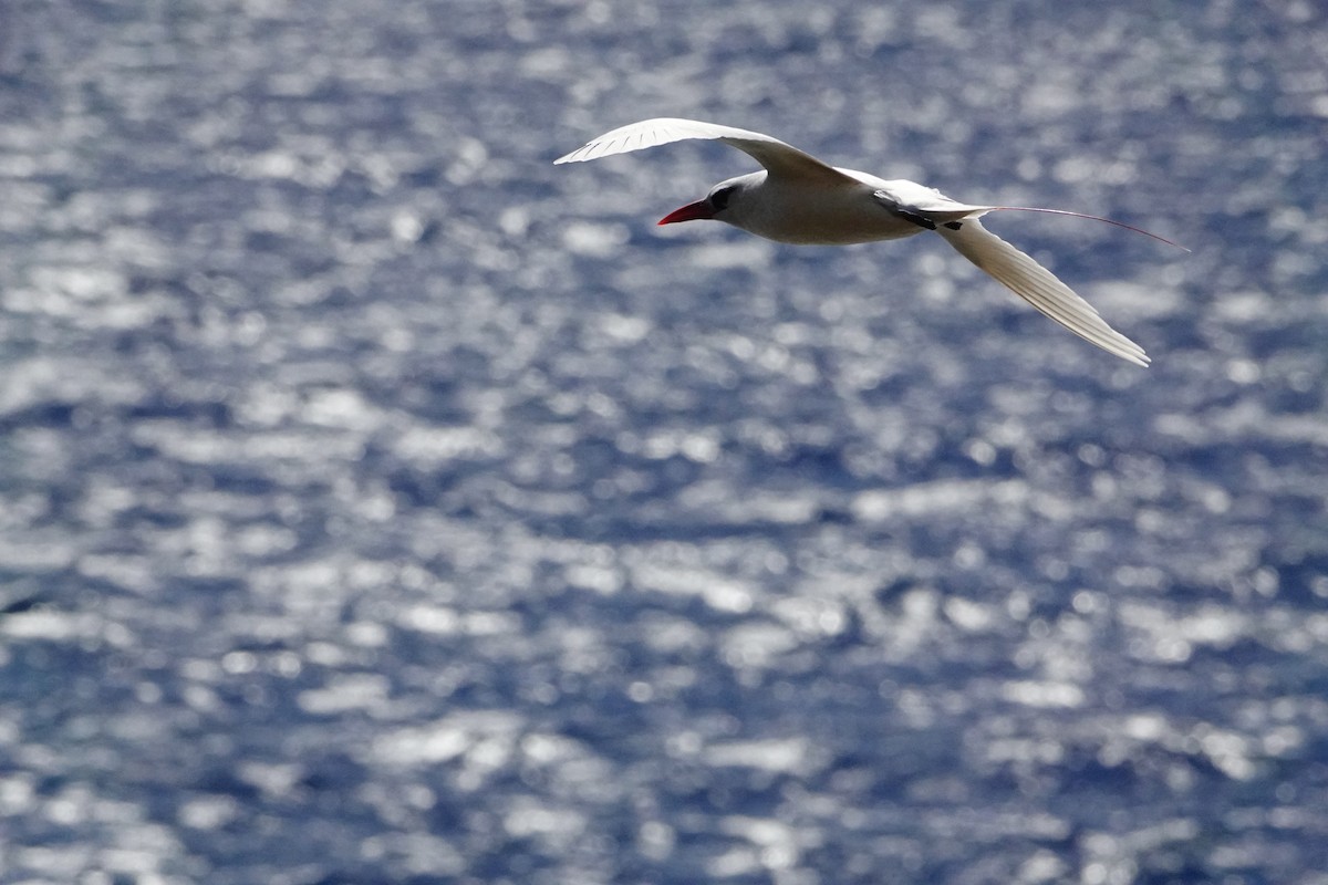 Red-tailed Tropicbird - David Diller