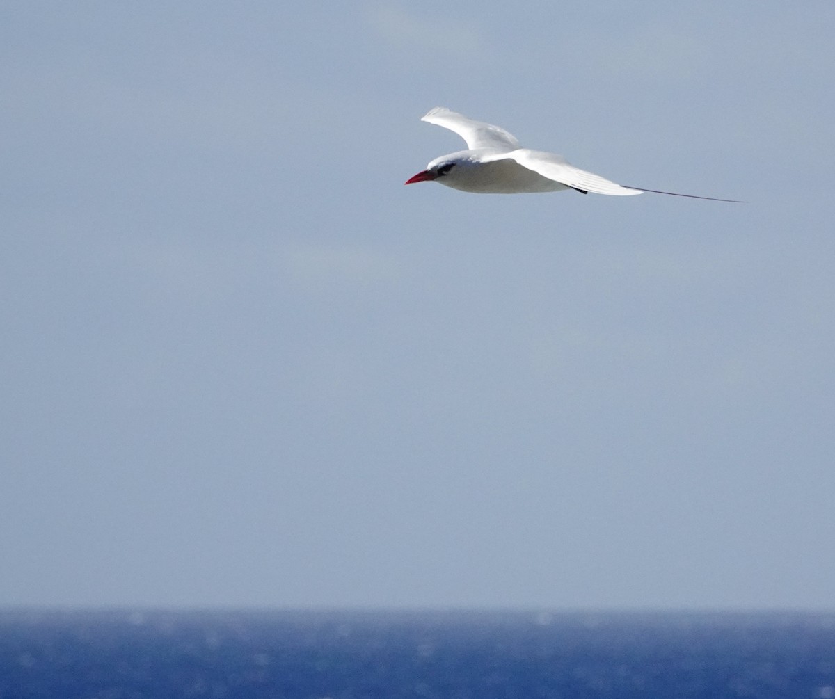 Red-tailed Tropicbird - ML621671482