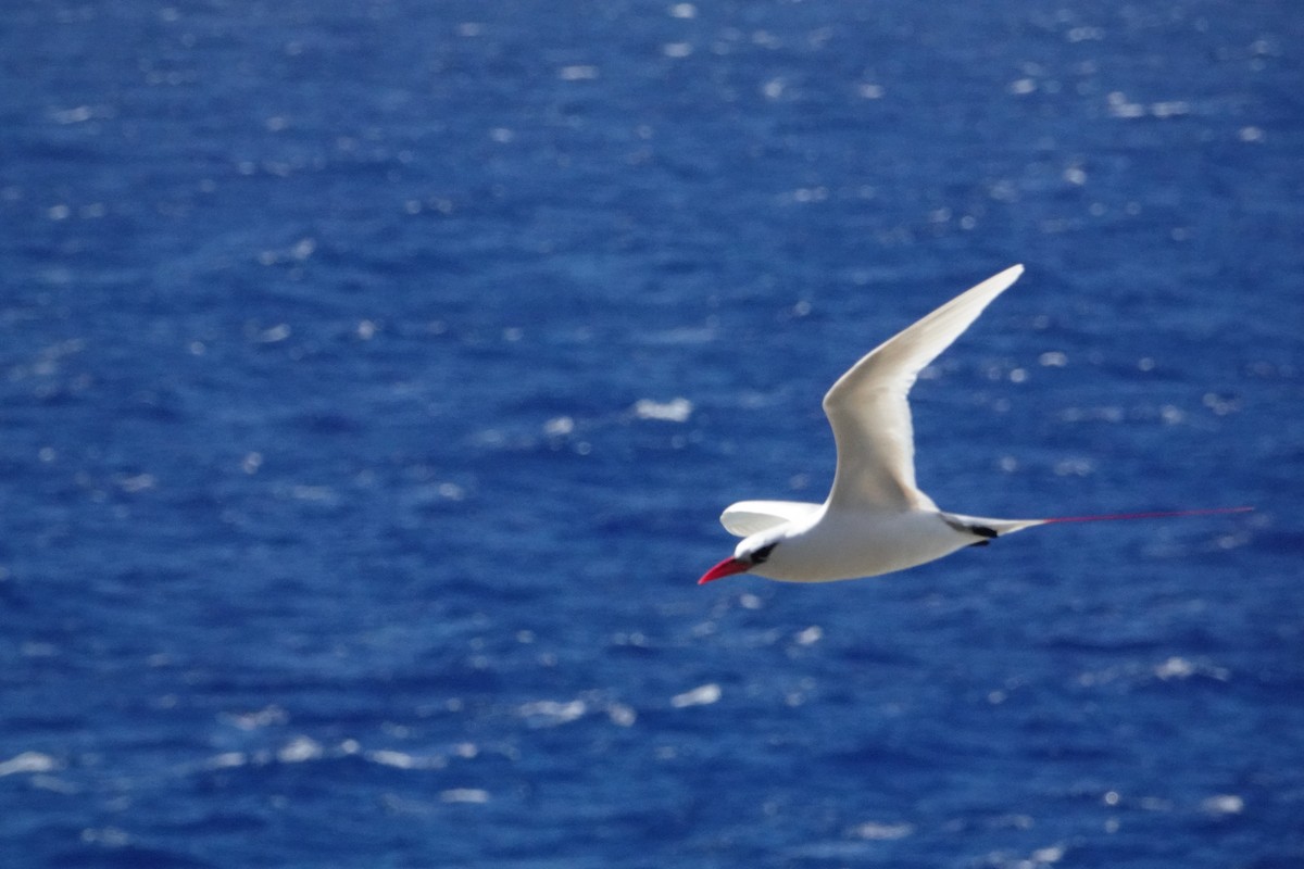 Red-tailed Tropicbird - ML621671483
