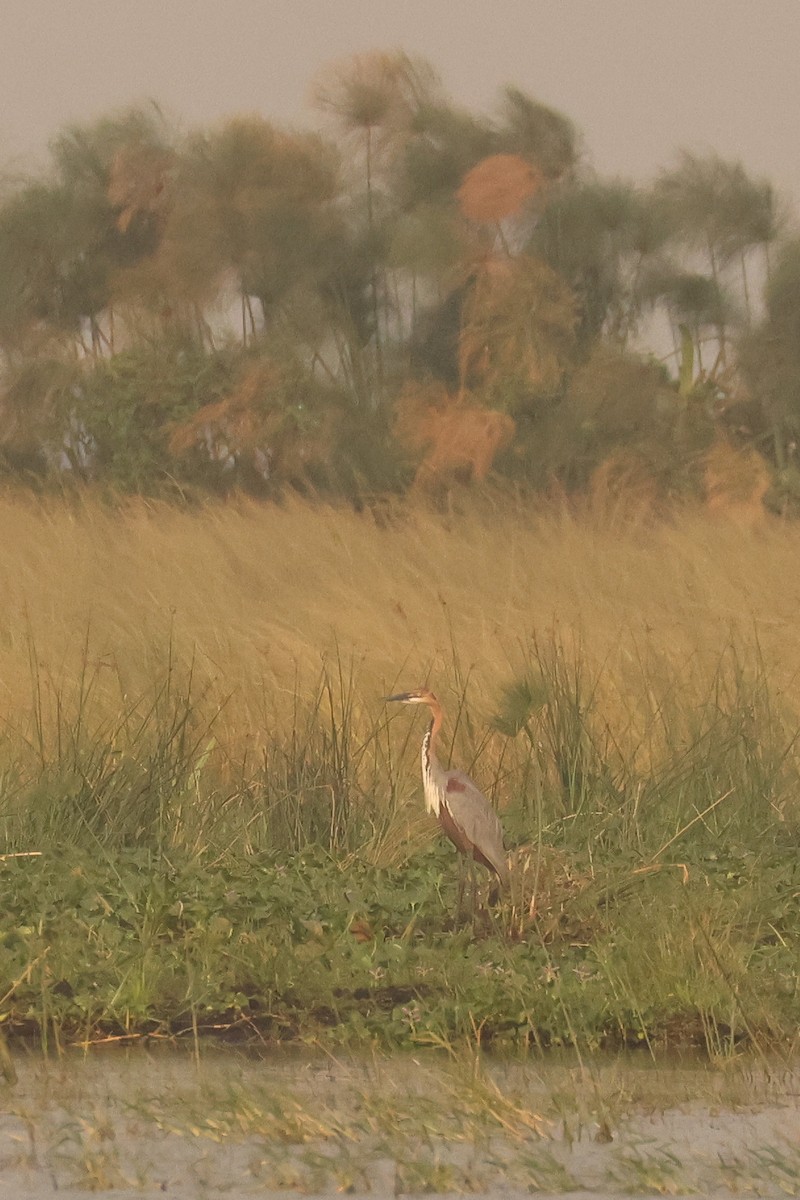 Goliath Heron - ML621671488