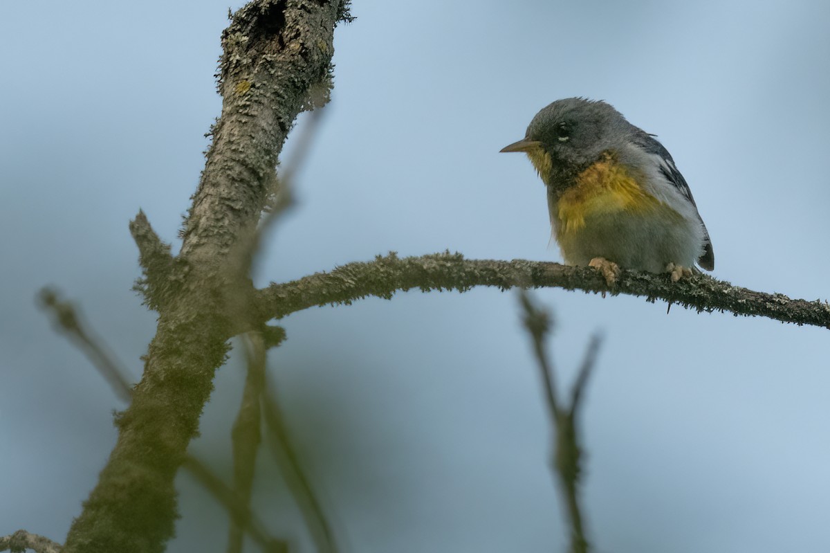 Northern Parula - ML621671490