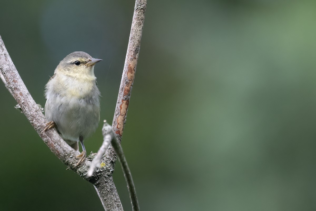 Tennessee Warbler - ML621671495