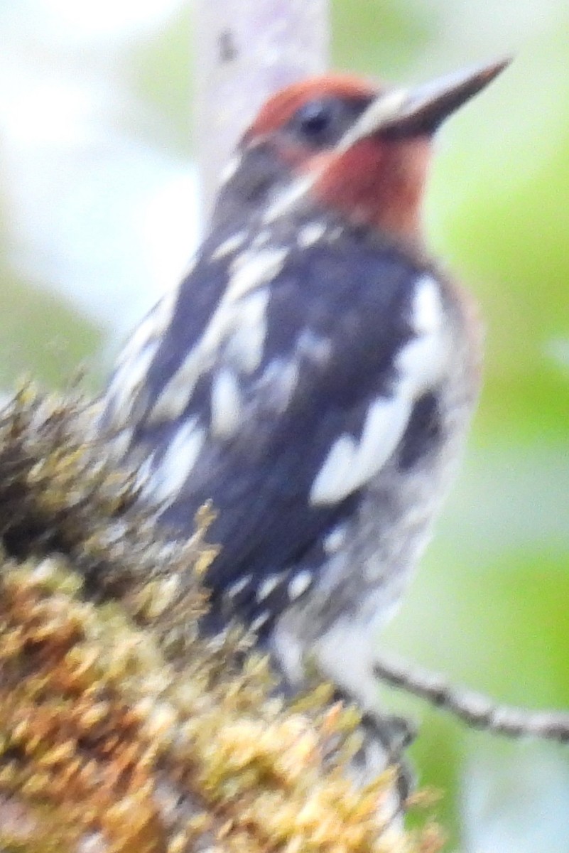 Red-naped x Red-breasted Sapsucker (hybrid) - ML621671497