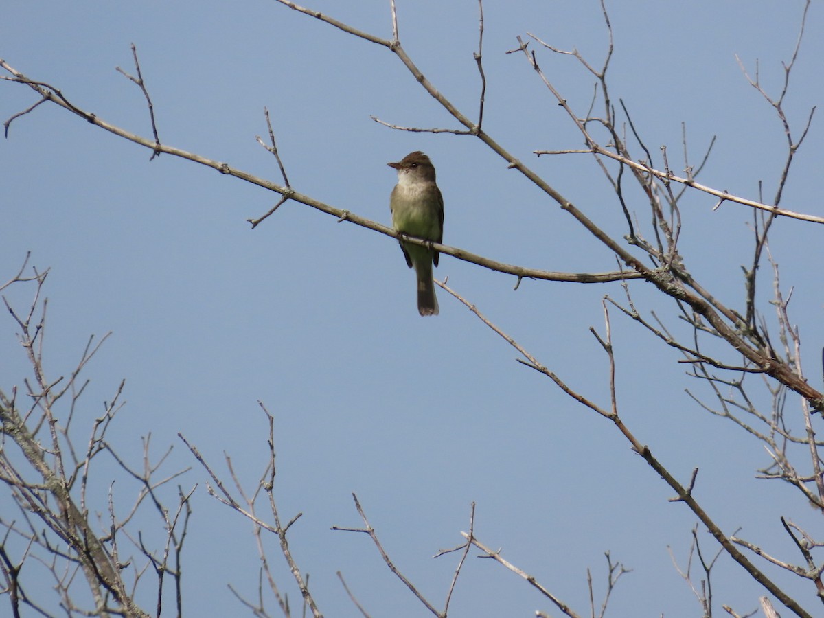 Willow Flycatcher - ML621671547