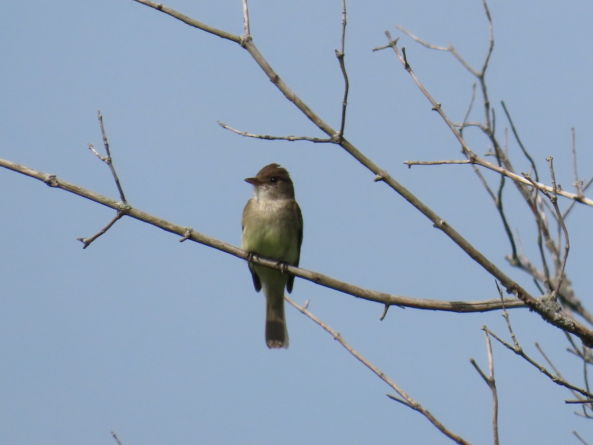 Willow Flycatcher - ML621671548