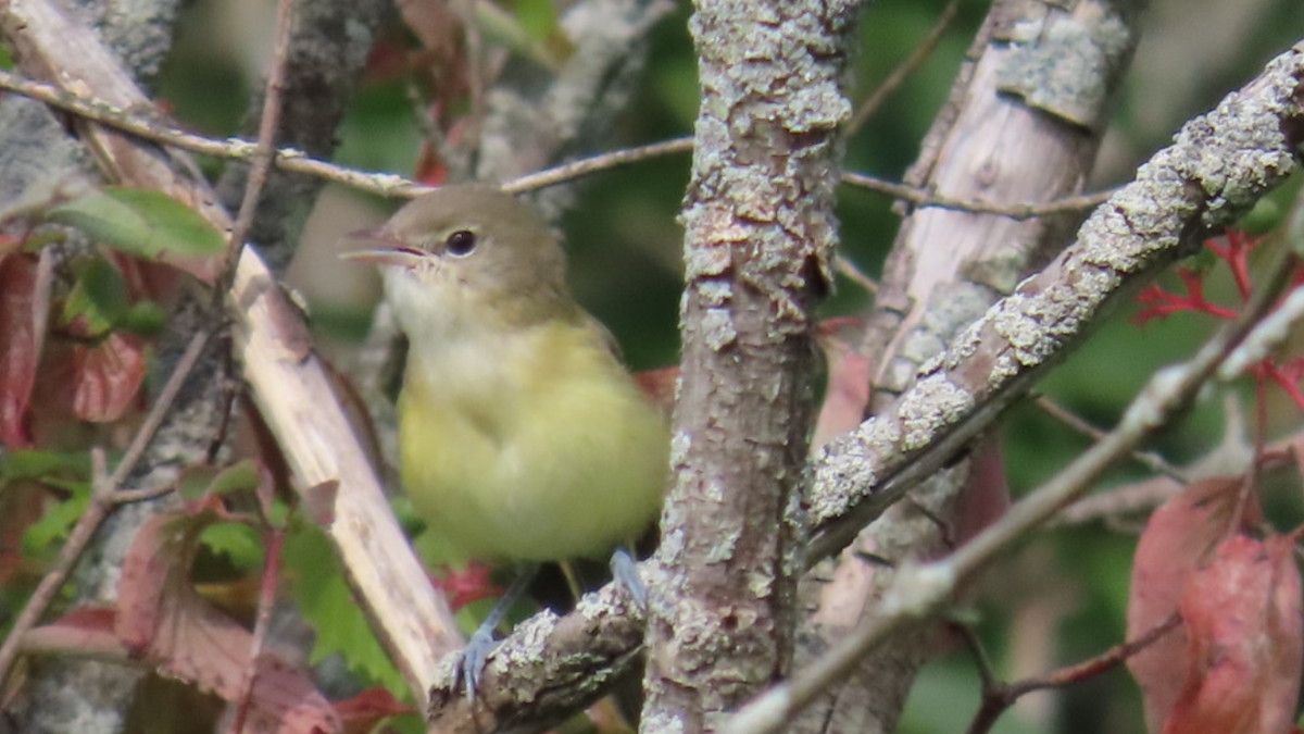 Bell's Vireo - ML621671559