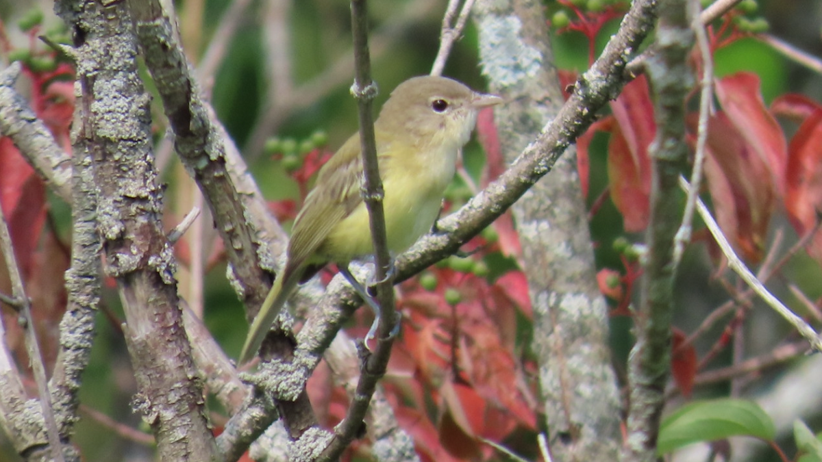 Bell's Vireo - ML621671560