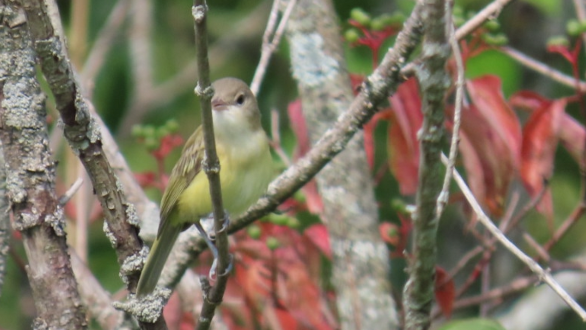 Bell's Vireo - ML621671561