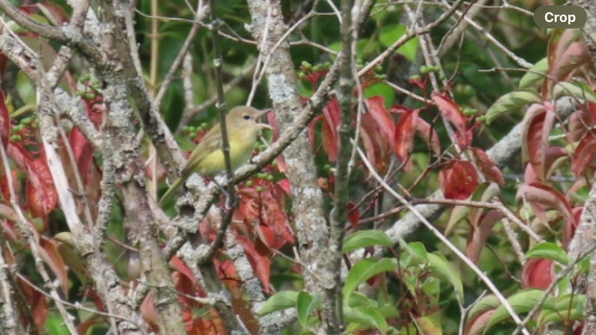 Bell's Vireo - aerin tedesco