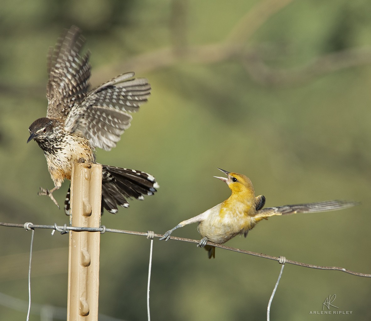 Bullock's Oriole - ML621671658