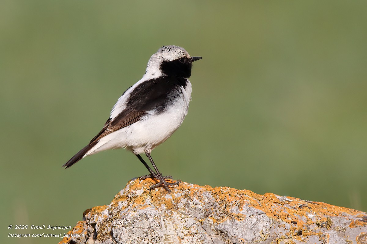 Finsch's Wheatear - ML621671669