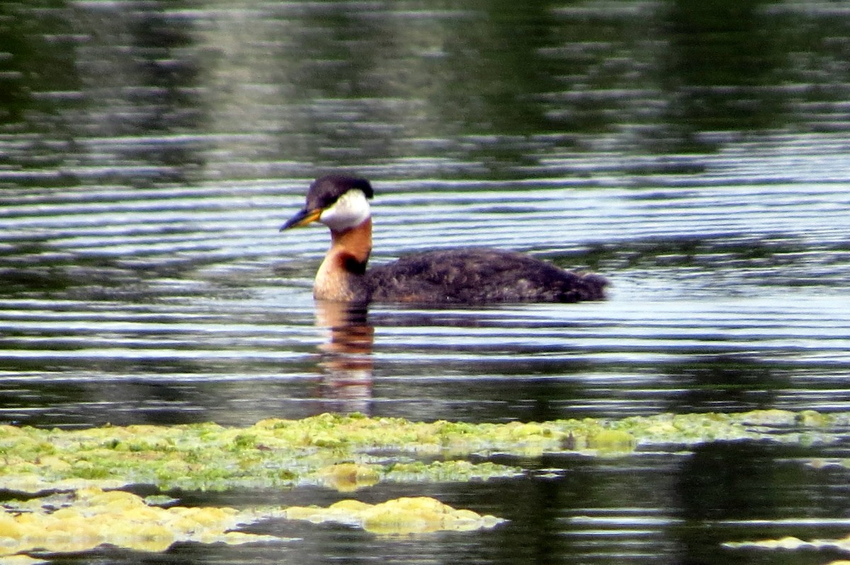 Red-necked Grebe - ML621671679