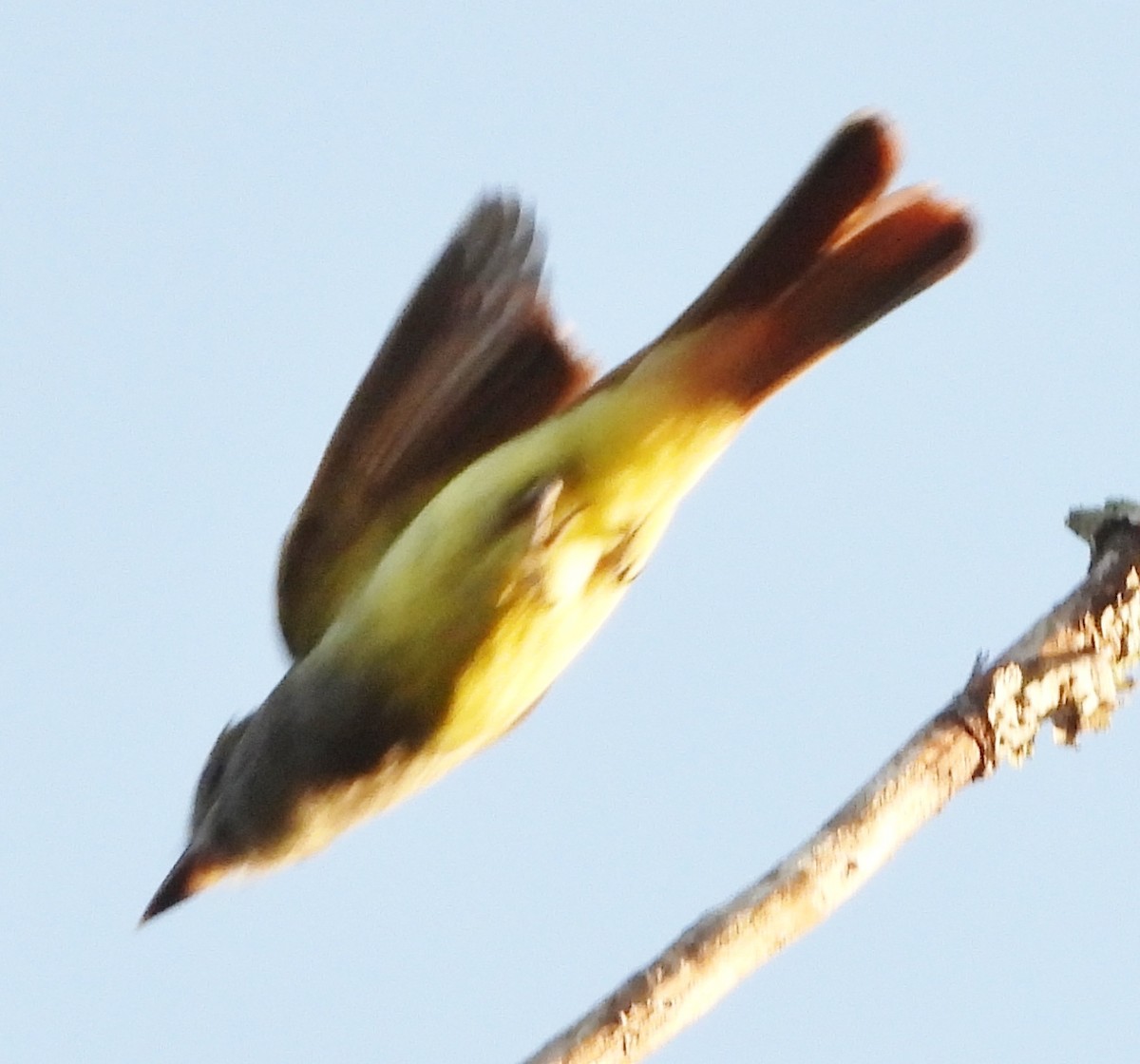Great Crested Flycatcher - ML621671680