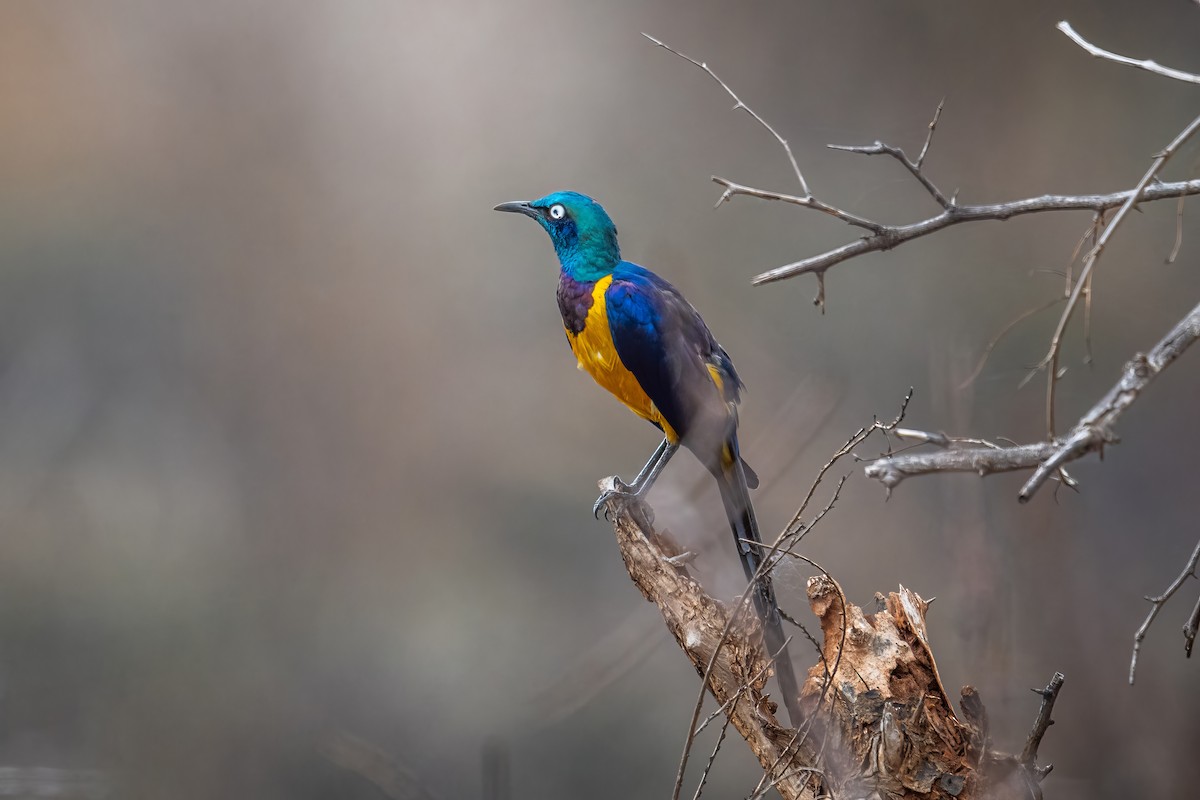 Golden-breasted Starling - ML621671745