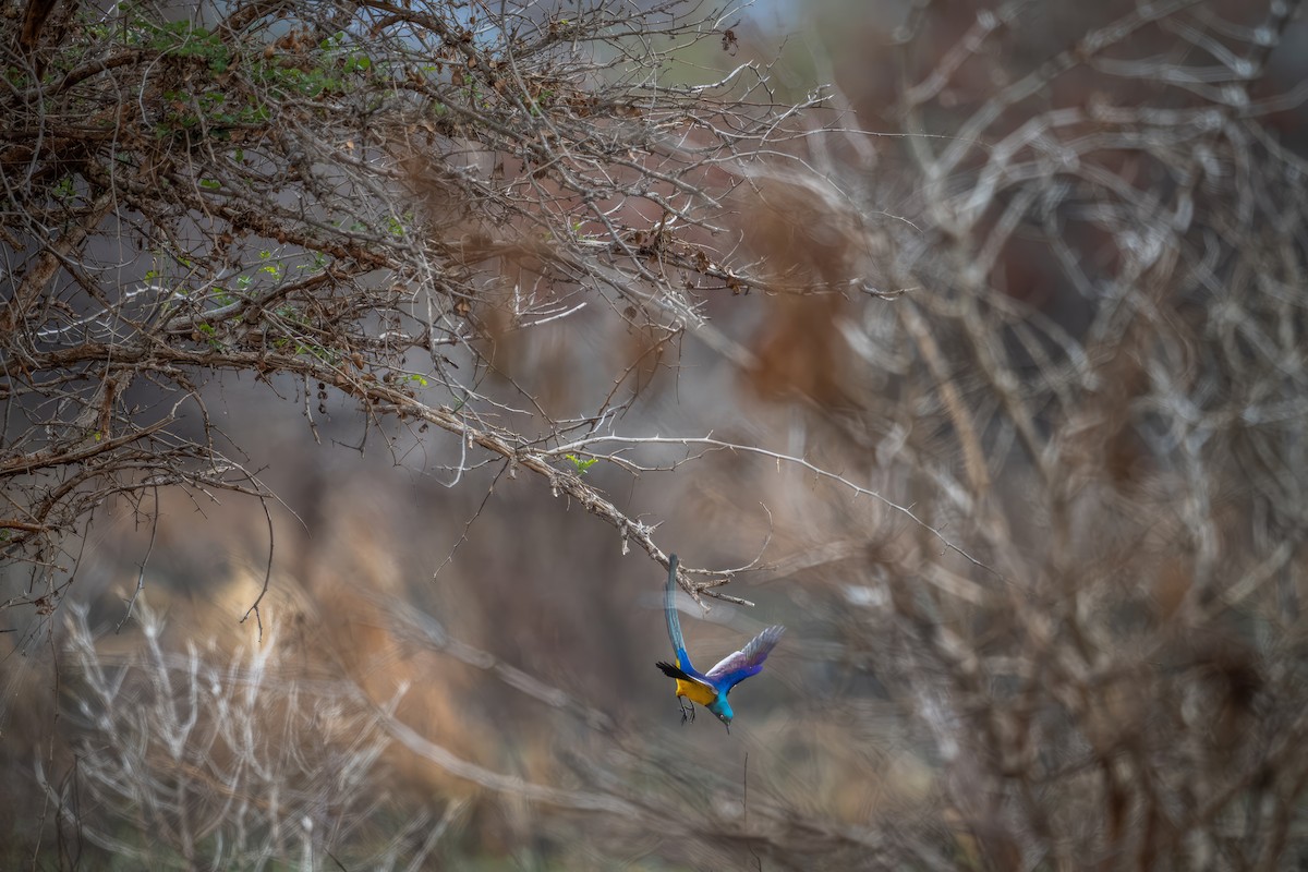 Golden-breasted Starling - ML621671746