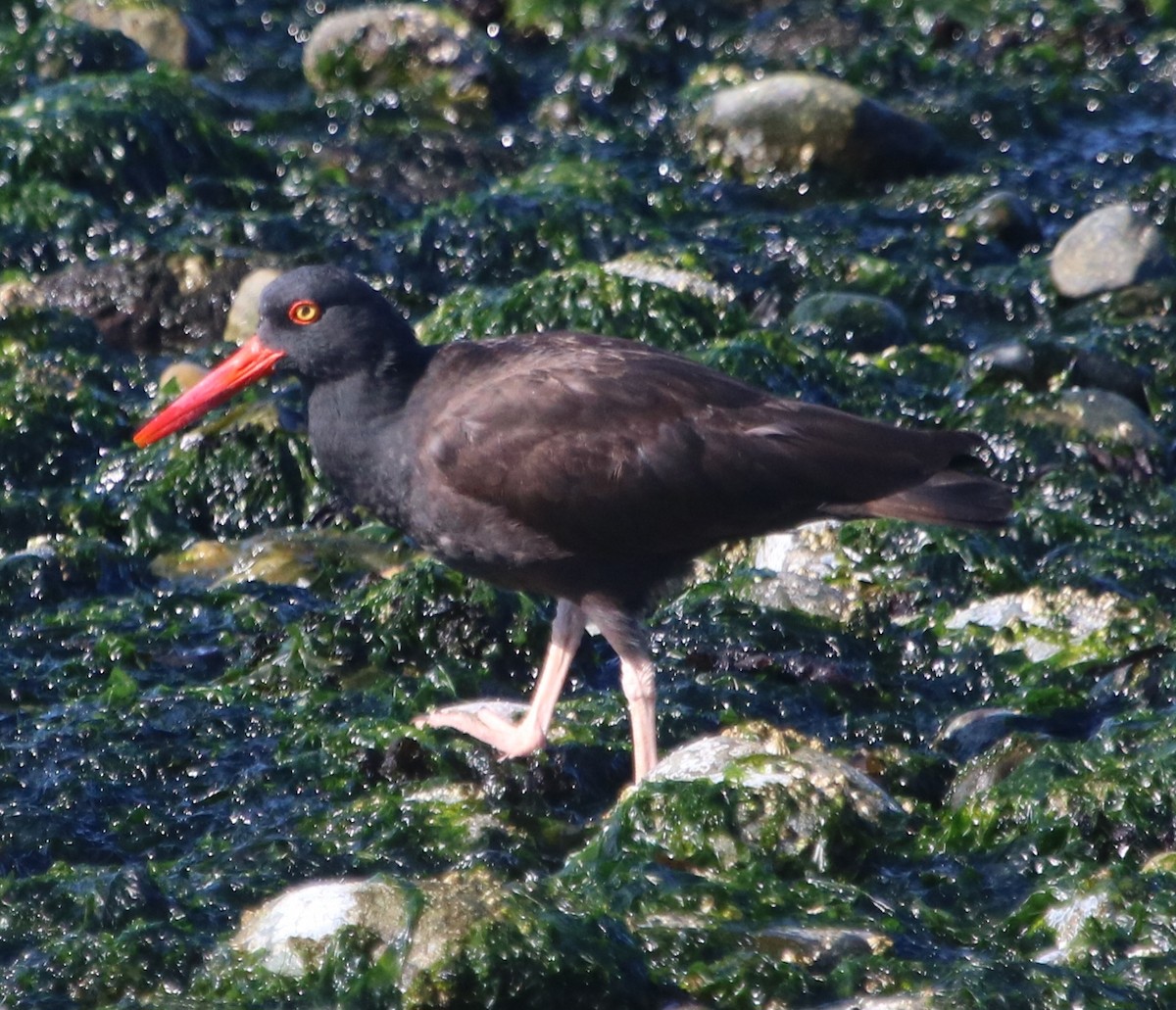 Black Oystercatcher - ML621671779