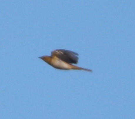 Bullock's Oriole - ML621671786