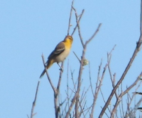 Bullock's Oriole - ML621671787