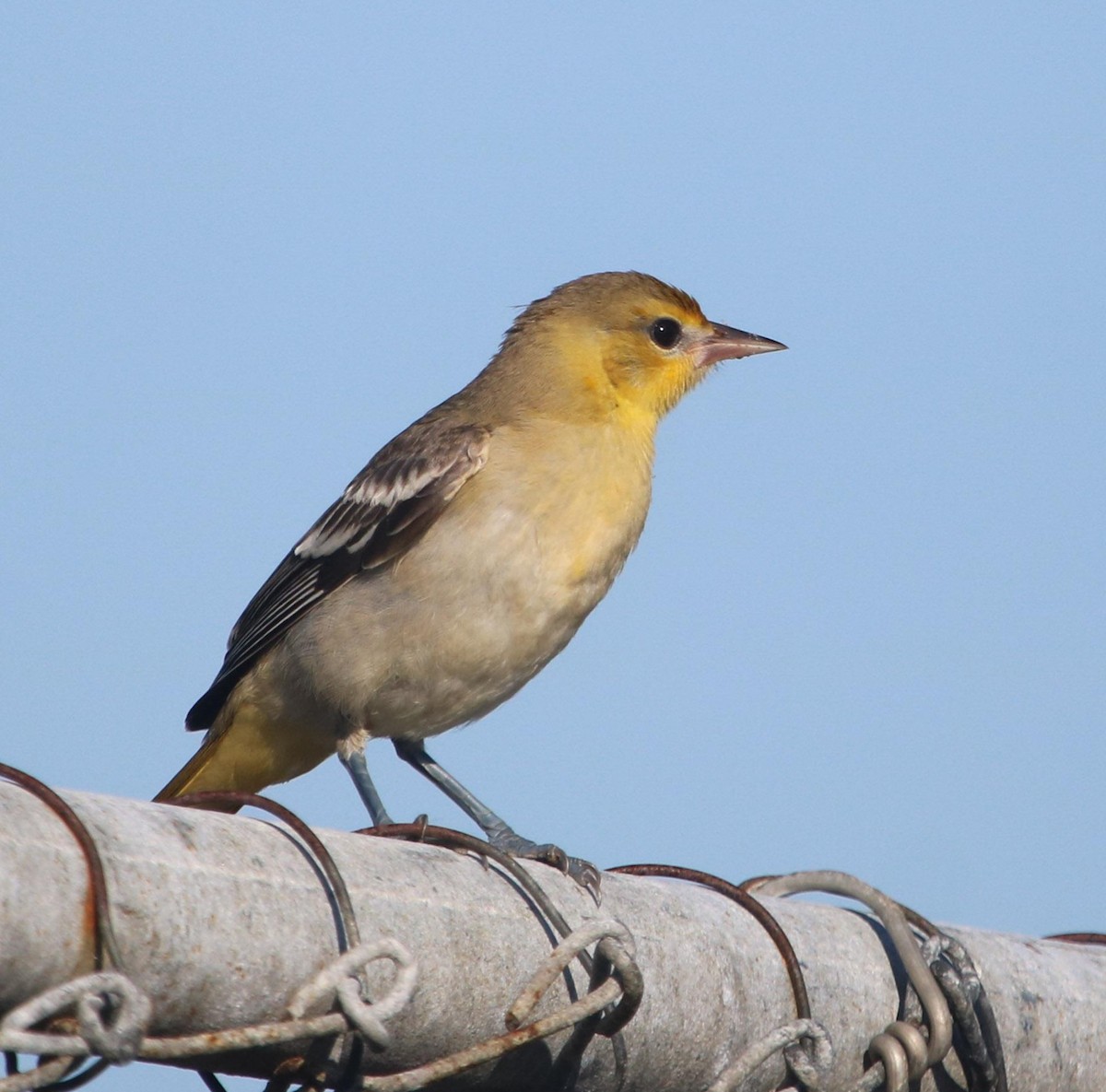 Bullock's Oriole - ML621671788