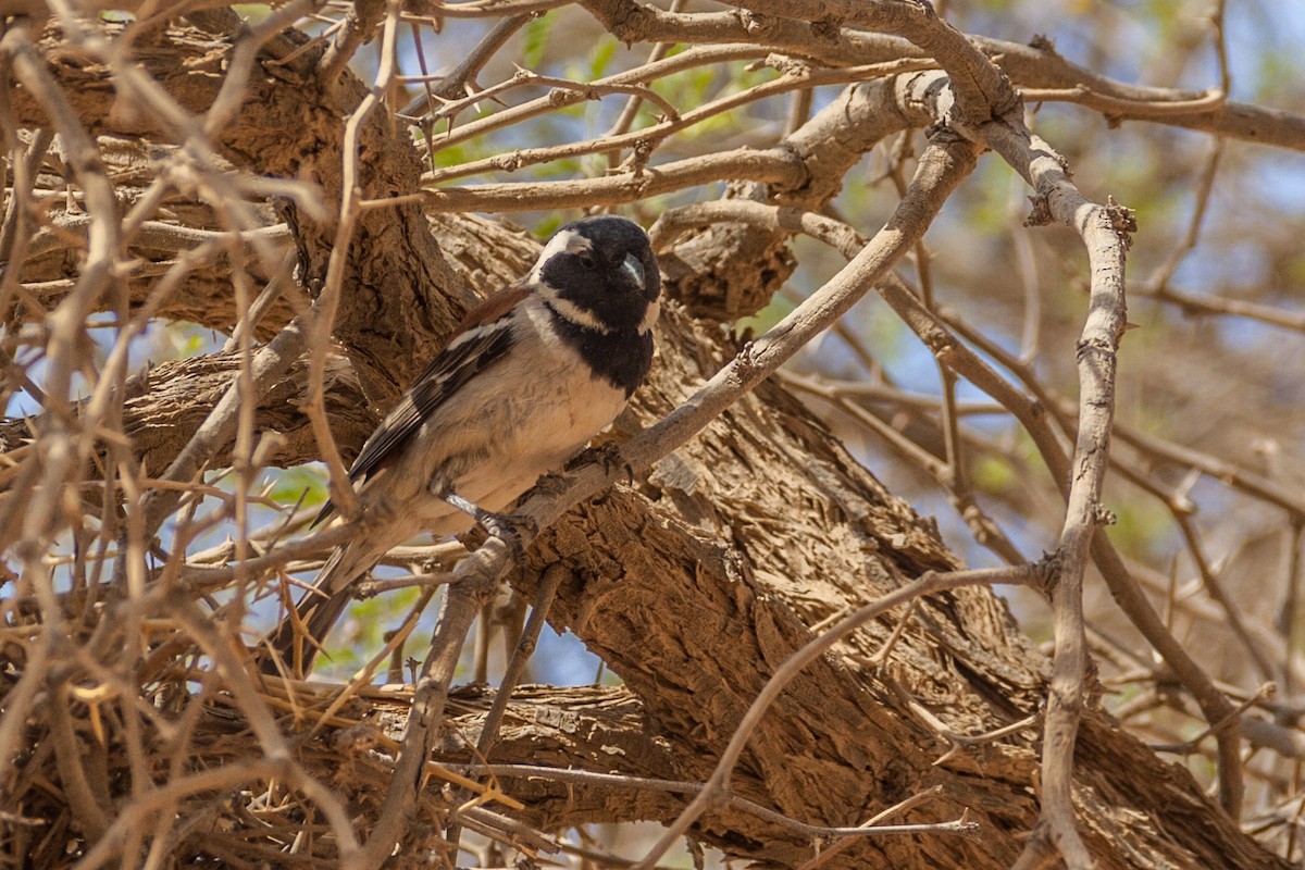 Cape Sparrow - ML621671795