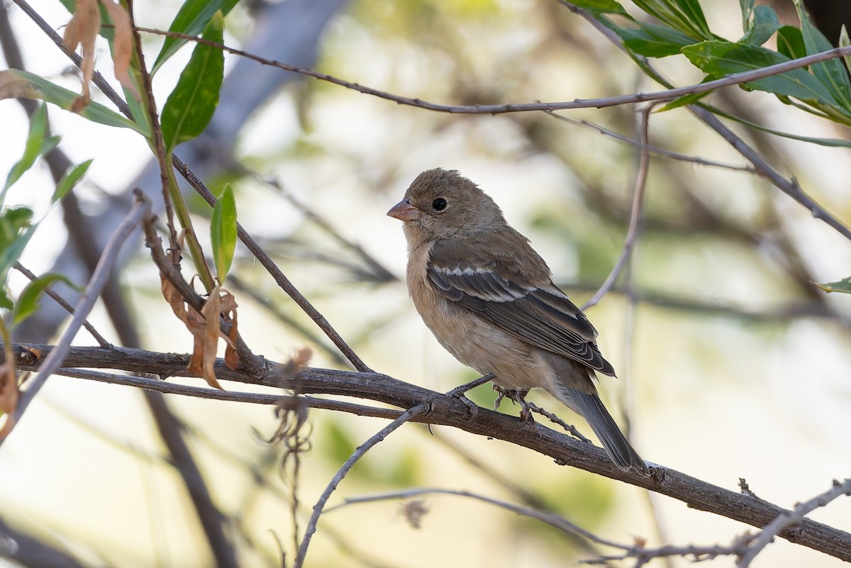 Lazuli Bunting - ML621671819