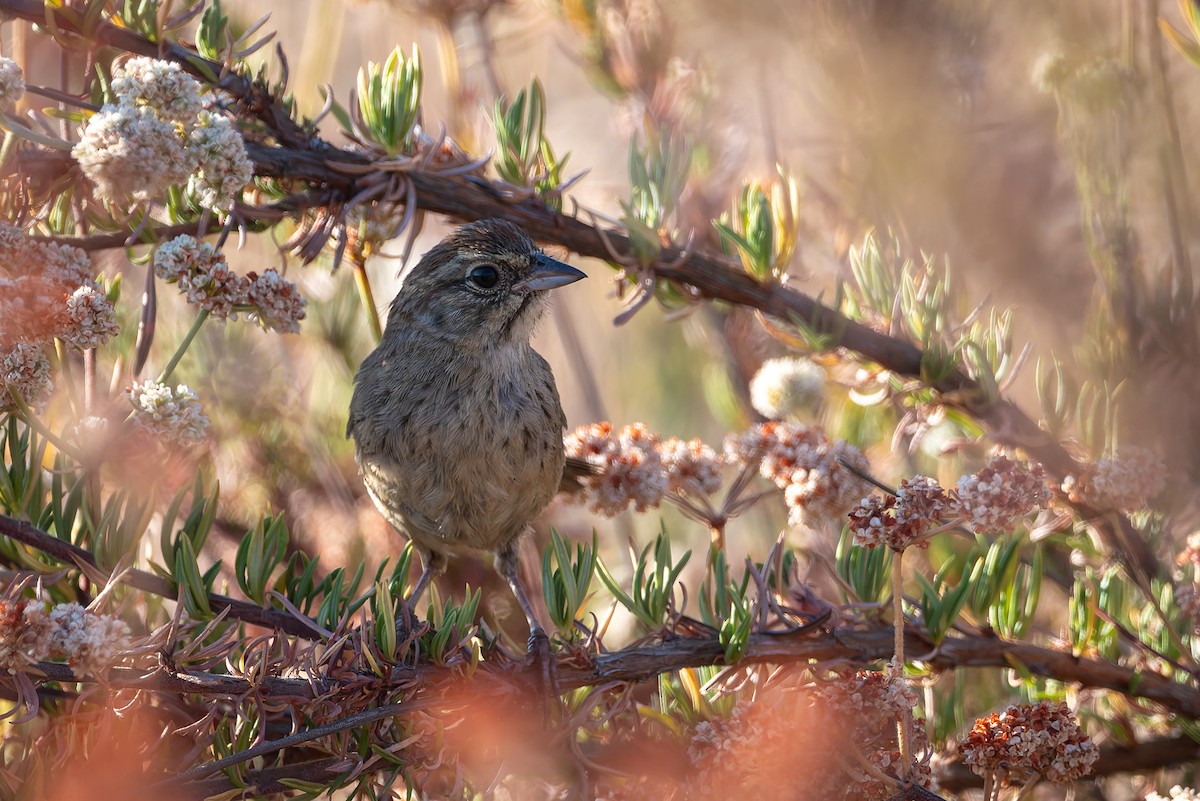 Rufous-crowned Sparrow - ML621671824