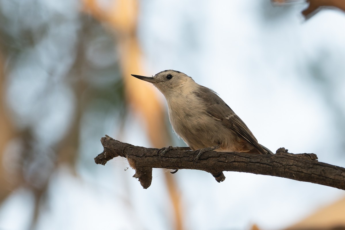 White-breasted Nuthatch - ML621671829