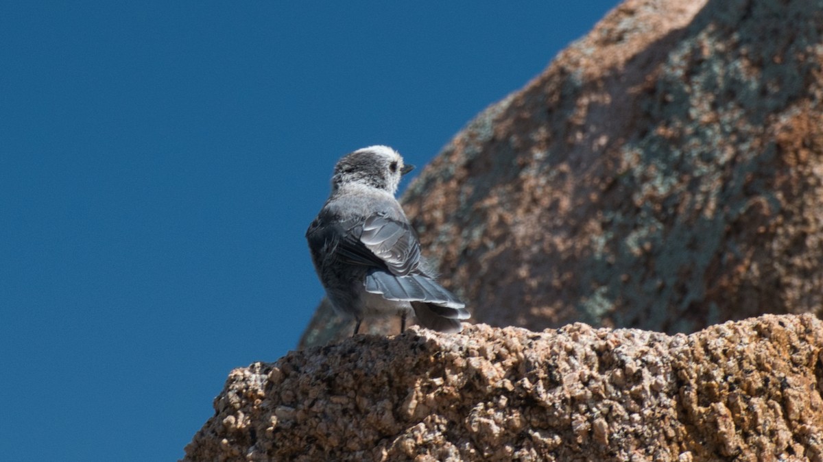 Canada Jay (Rocky Mts.) - ML621671840