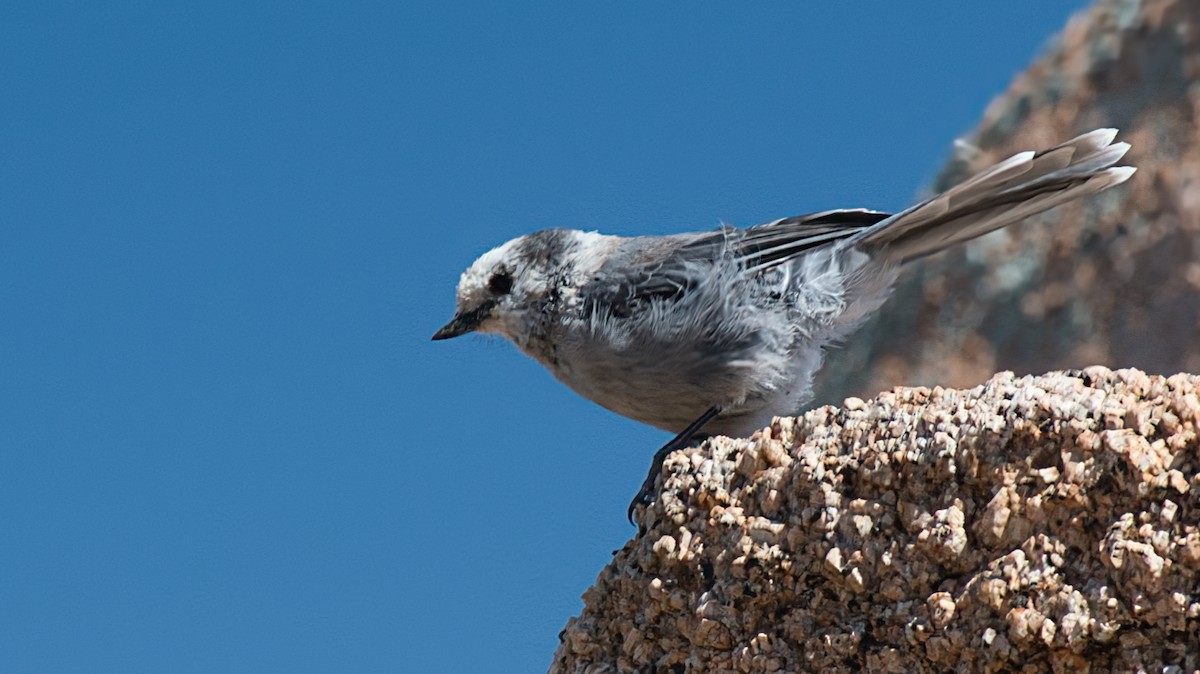 Canada Jay (Rocky Mts.) - ML621671841