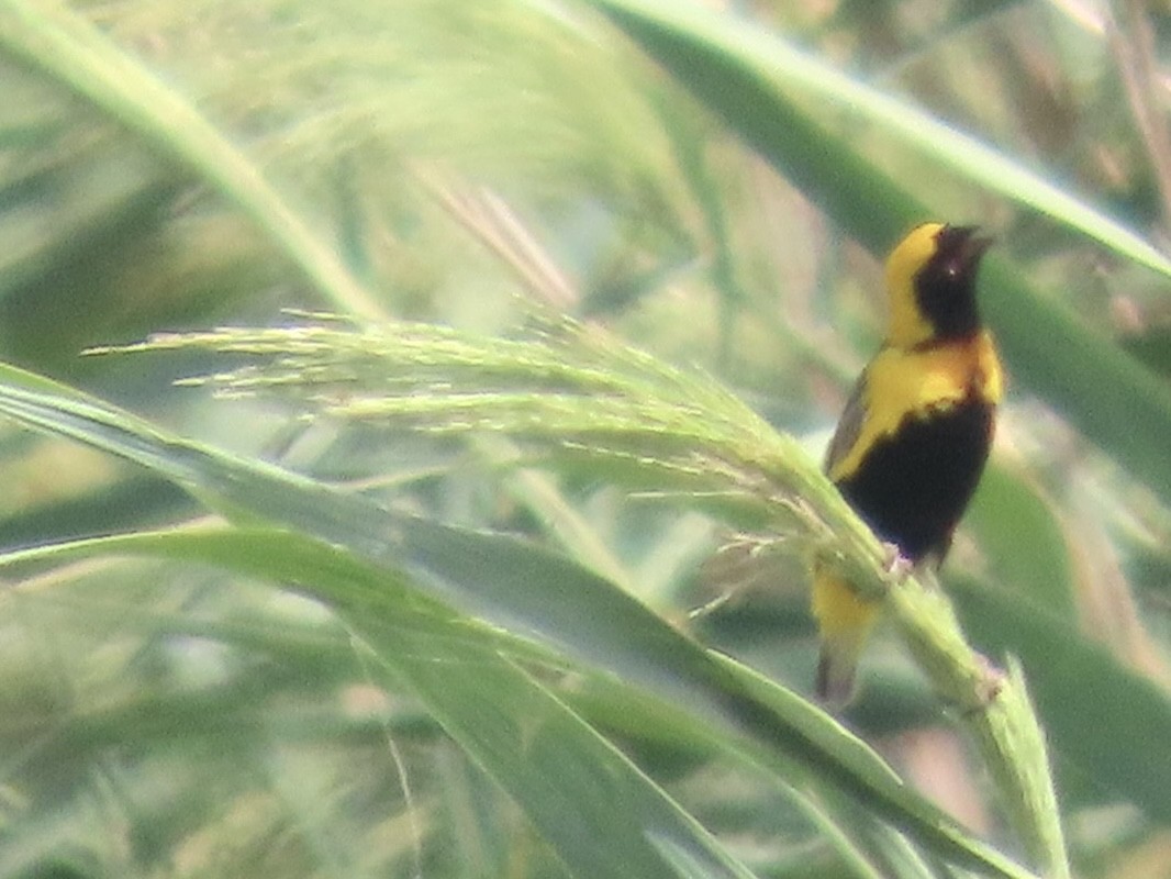 Yellow-crowned Bishop - ML621671860