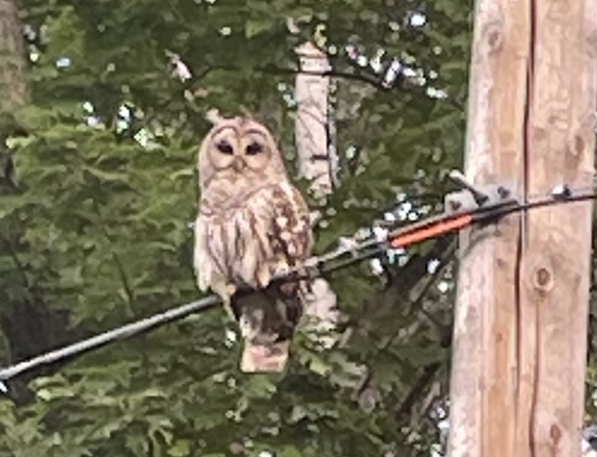 Barred Owl - ML621671940