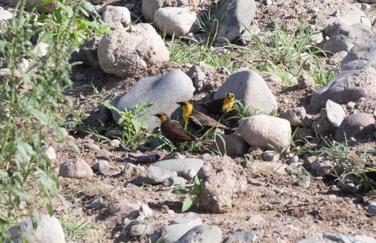 Yellow-headed Blackbird - ML621671942