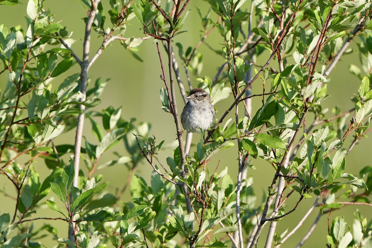 Swamp Sparrow - ML621671984