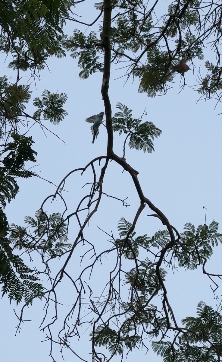 Budgerigar (Domestic type) - ML621671985