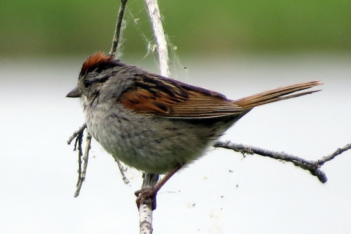 Swamp Sparrow - ML621672040