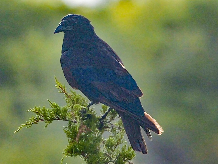 Fish Crow - Roger Horn