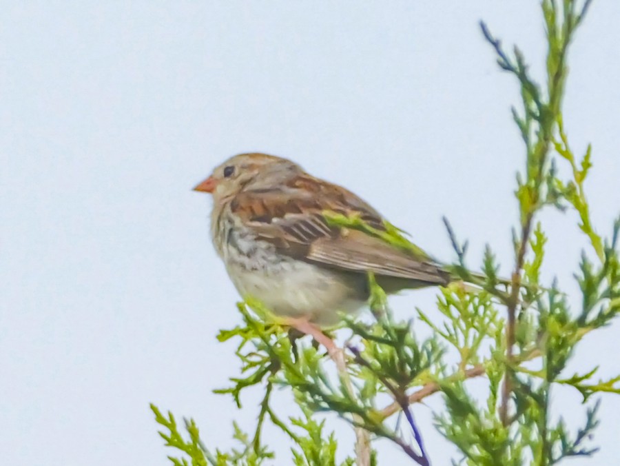 Field Sparrow - Roger Horn