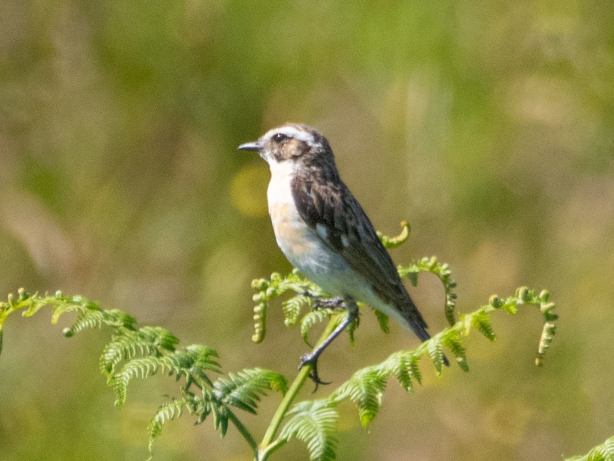 Whinchat - ML621672080