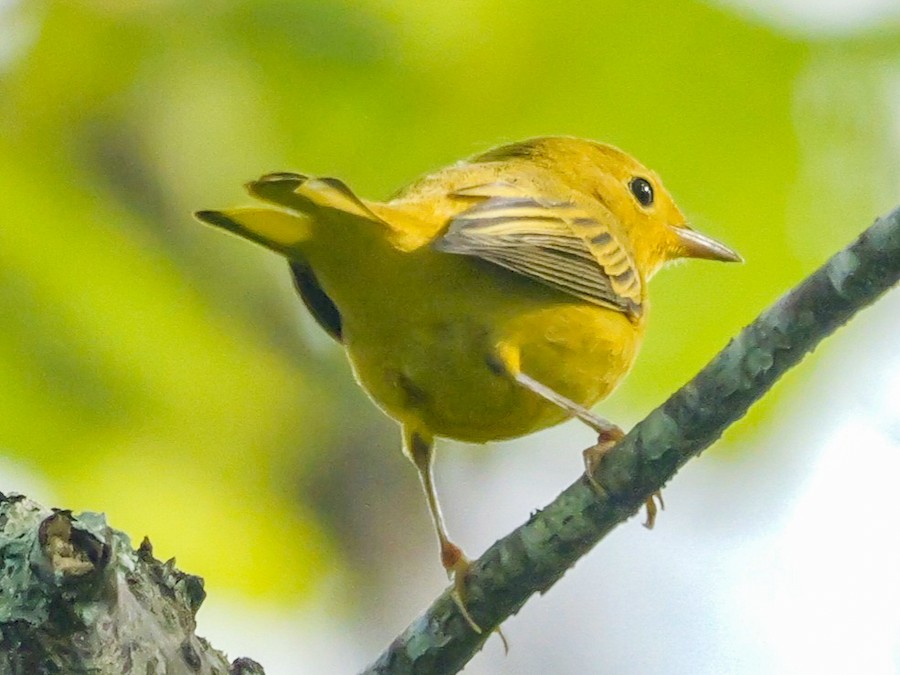 Yellow Warbler - Roger Horn