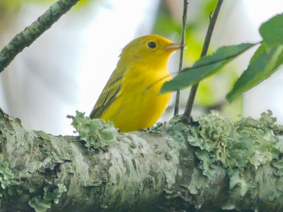 Yellow Warbler - Roger Horn