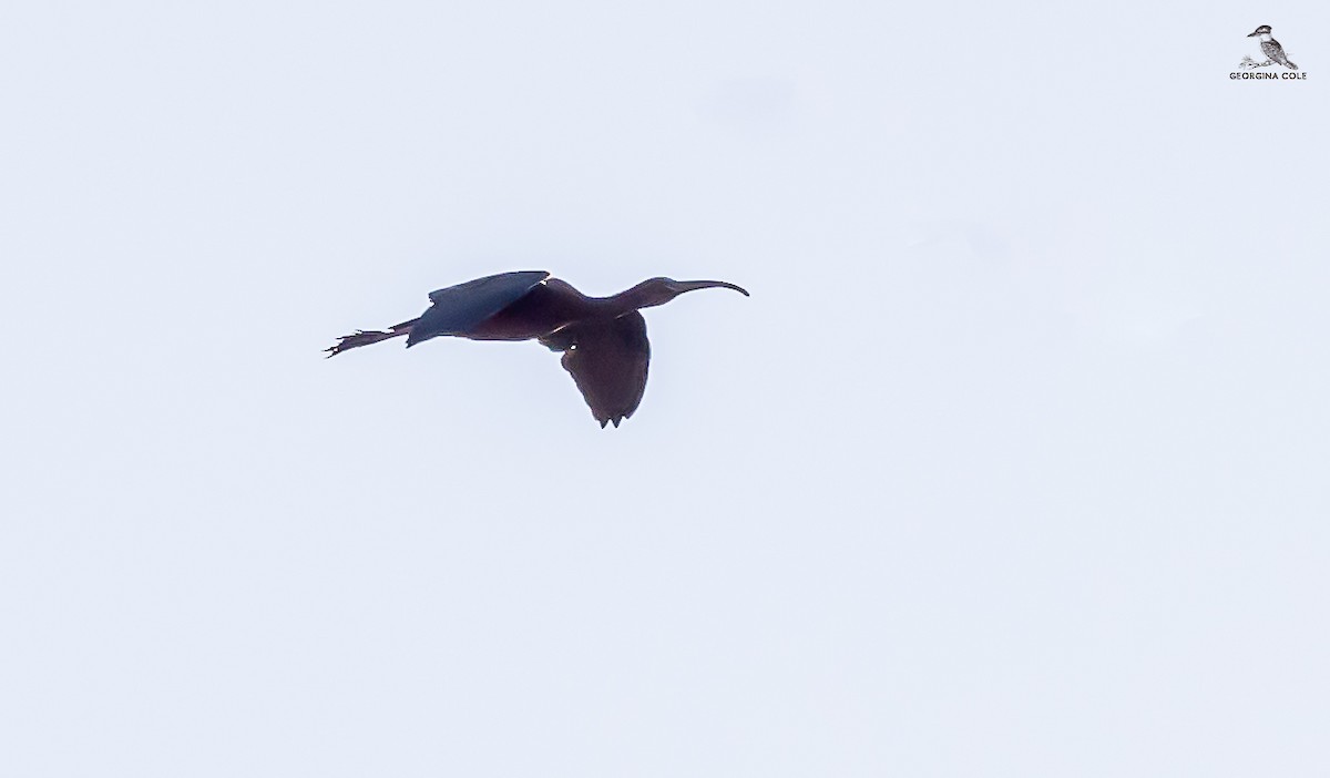 Glossy Ibis - Georgina Cole