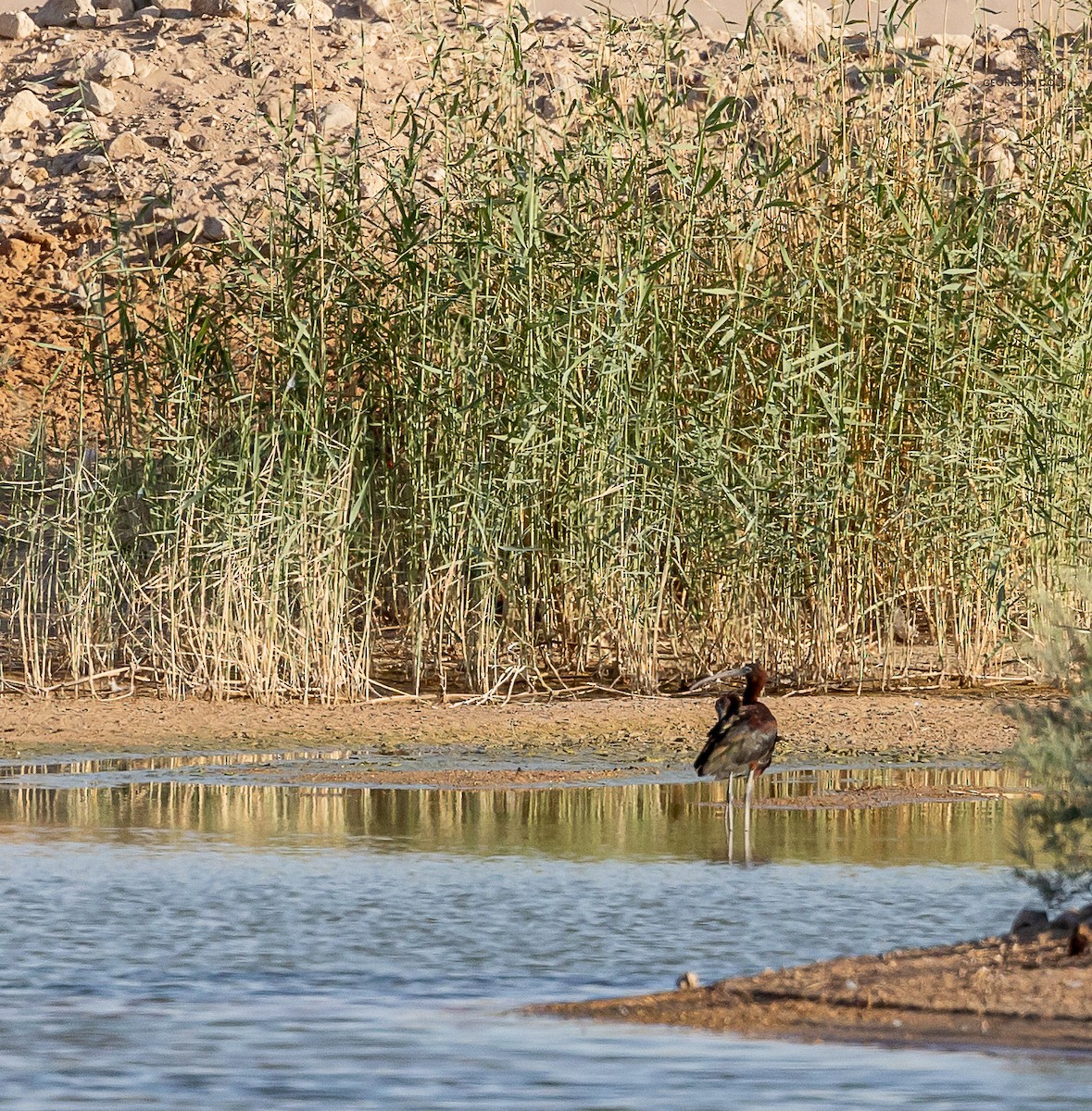 bronseibis - ML621672116